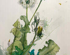 watercolor and charcoal, framed 14.75" x 11.5"