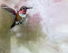 charcoal and pastel, framed