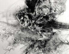 charcoal, unframed, 27.5" x 22"