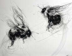 charcoal, unframed, 22.5" x 29.5"